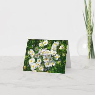 Champ blanc de la marguerite carte de voeux vierge