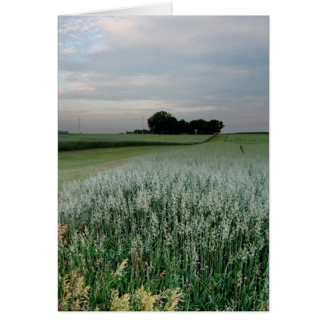 Champ de blé agricole du Midwest (Devant)