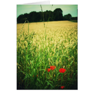 Champ de blé - Allemagne