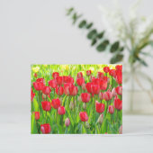 Champ de carte postale de tulipes (Debout devant)