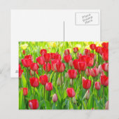 Champ de carte postale de tulipes (Devant / Derrière)