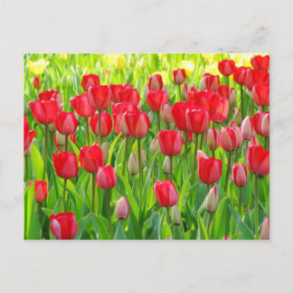 Champ de carte postale de tulipes