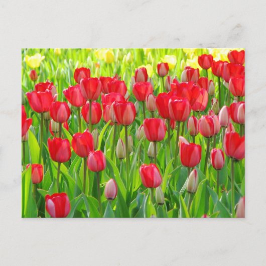 Champ de carte postale de tulipes (Devant)