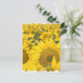 Champ de carte postale des tournesols (Debout devant)