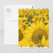 Champ de carte postale des tournesols (Devant / Derrière)