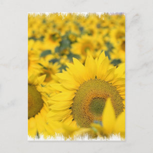 Champ de carte postale des tournesols