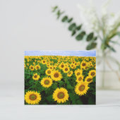 Champ de carte postale des tournesols (Debout devant)