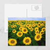 Champ de carte postale des tournesols (Devant / Derrière)