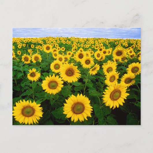 Champ de carte postale des tournesols (Devant)