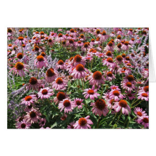 Champ de fleurs de cône