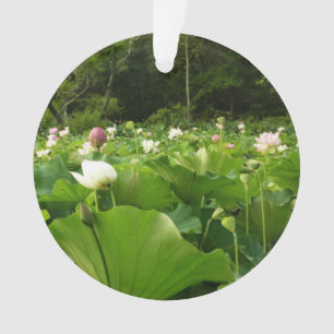 Champ de fleurs de Lotus Jardin d'été