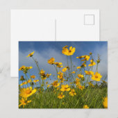 Champ de Fleurs Jaunes Carte postale (Devant / Derrière)