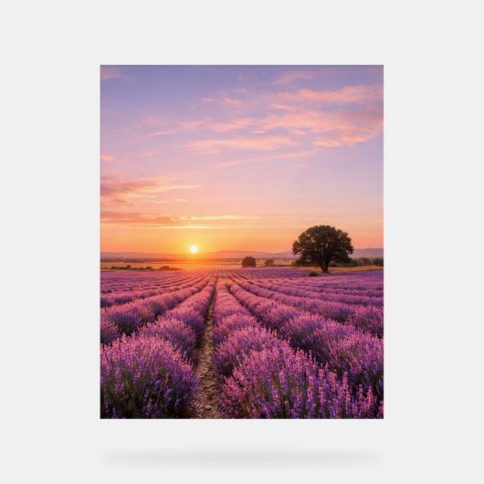 Champ de lavande en fleurs au coucher de soleil do (Recto)