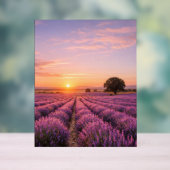 Champ de lavande en fleurs au coucher de soleil do (Neutre)