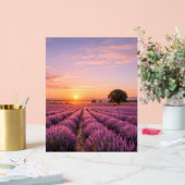 Champ de lavande en fleurs au coucher de soleil do (Mariage)