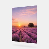 Champ de lavande en fleurs au coucher de soleil do (Angle)