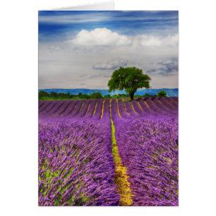 Champ de lavande panoramique, France