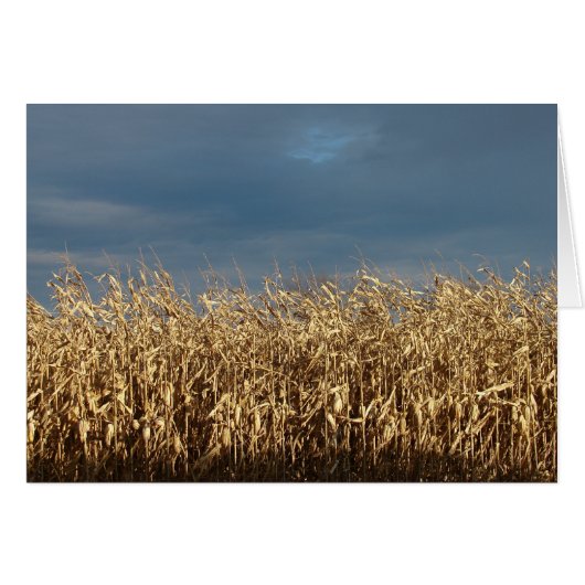 Champ de maïs (Devant horizontal)