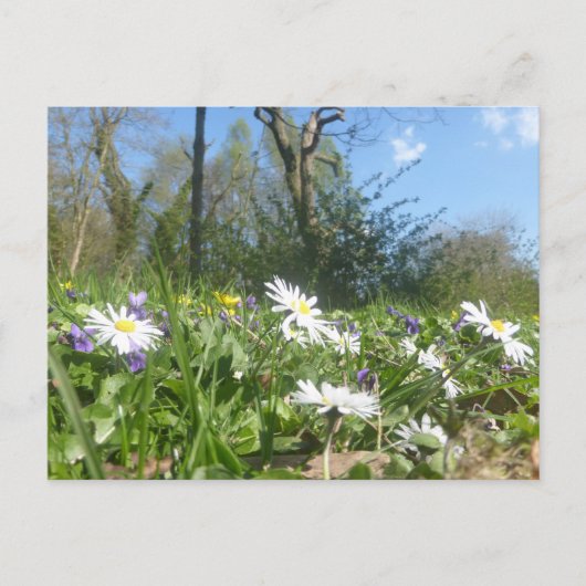 Champ de marais avec Sky bleu do-it-yourself carte (Devant)
