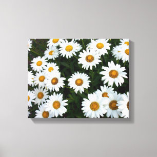 Champ de marguerites (petites) toile étirée