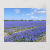 Champ de papier Hyacinths (Devant)