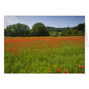 Champ de pavot, Chiusi, Italie