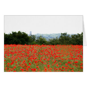 Champ de pavots