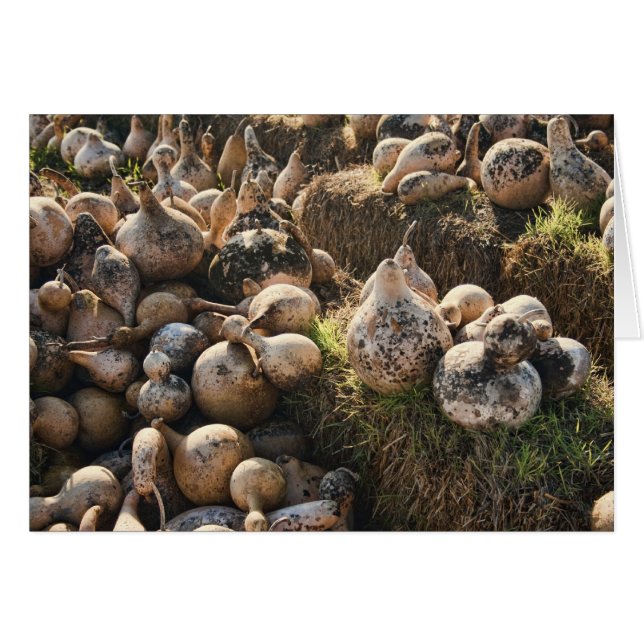 Champ de séchage des oiseaux (Devant horizontal)