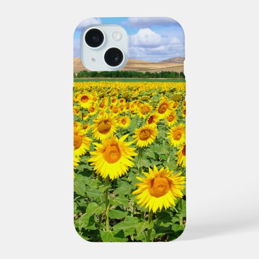 Champ de tournesols (Verso)