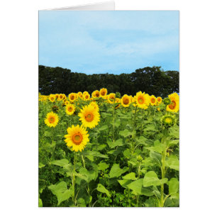 Champ de tournesols