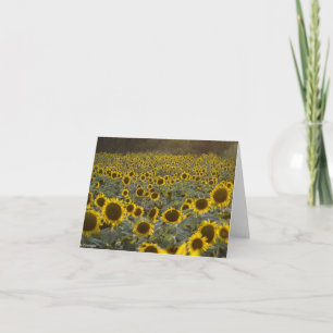 Champ de tournesols