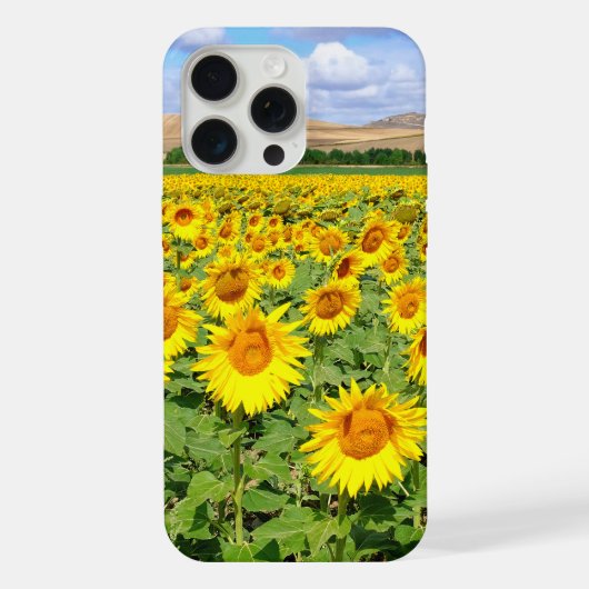 Champ de tournesols (Verso)