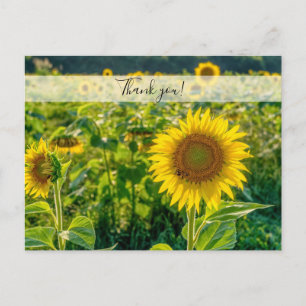 Champ de Tournesols Dorés Carte Postale de Remerci