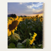 Champ de tournesols en fleurs (Dos)