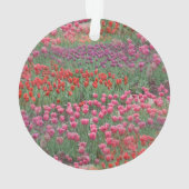 Champ De Tulipes (dos)