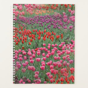 Champ De Tulipes