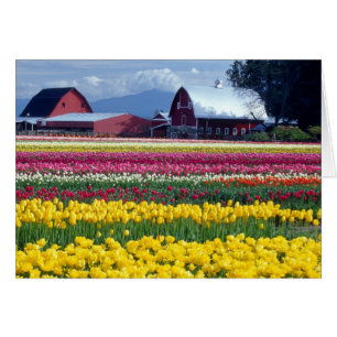 Champ de tulipes