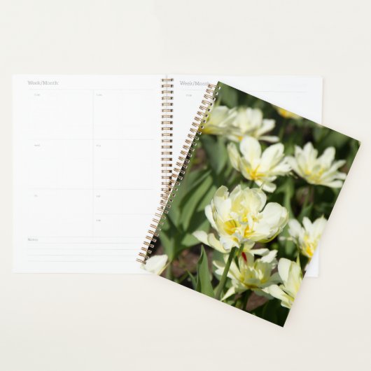 Champ de tulipes blanches (Devant avec enveloppe)