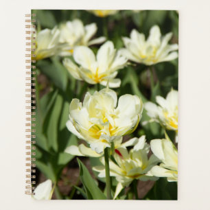 Champ de tulipes blanches