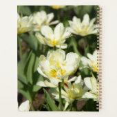 Champ de tulipes blanches (Dos)