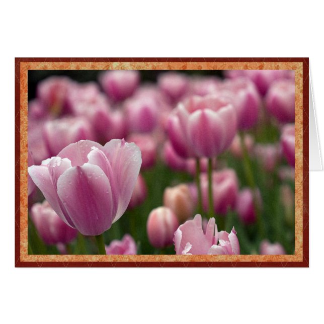 Champ de tulipes roses (Devant horizontal)