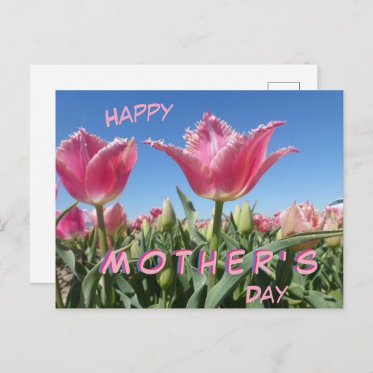 Champ de tulipes roses Gros plan Carte postale Fêt (Devant / Derrière)