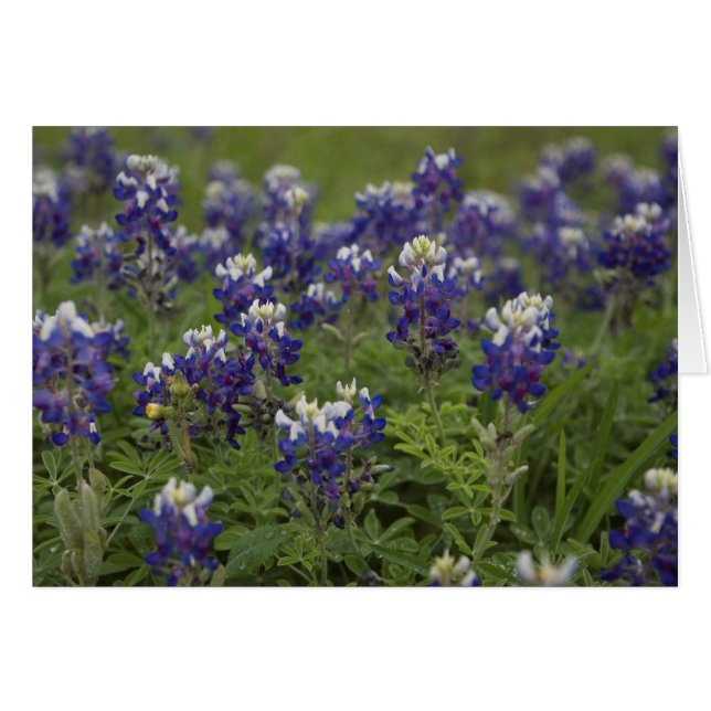 Champ des Bluebonnets (Devant Horizontal)