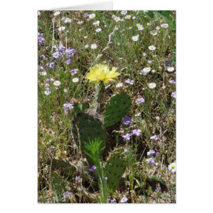 Champ des fleurs