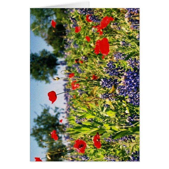 Champ des fleurs (Devant)