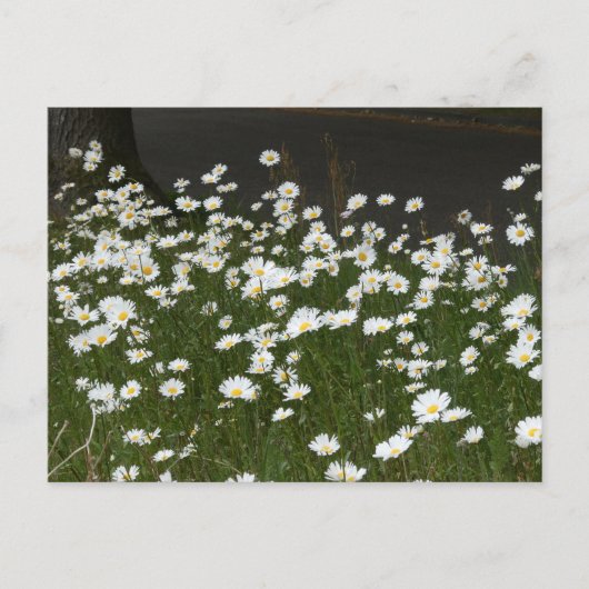 Champ do-it-yourself carte postale (Devant)