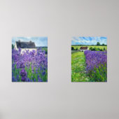 Champ Lavender (Recto)