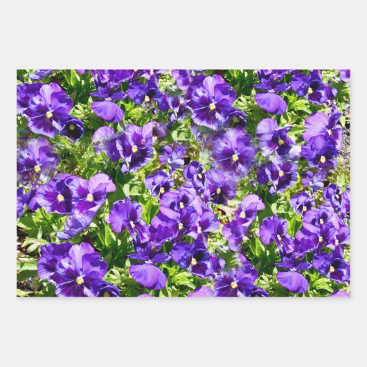 Champ Pansy Violet, Enveloppement Cadeau, Feuilles (Devant 2)