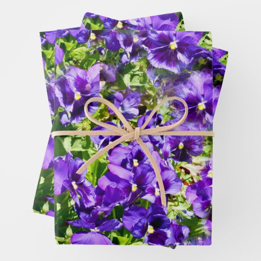 Champ Pansy Violet, Enveloppement Cadeau, Feuilles (En situation)