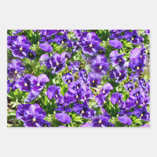 Champ Pansy Violet, Enveloppement Cadeau, Feuilles